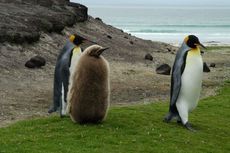 Königspinguin (9 von 84).jpg